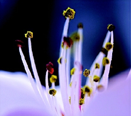 组照《桃花春色暖先开》