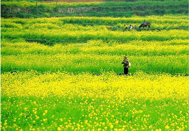 万水千山花为信