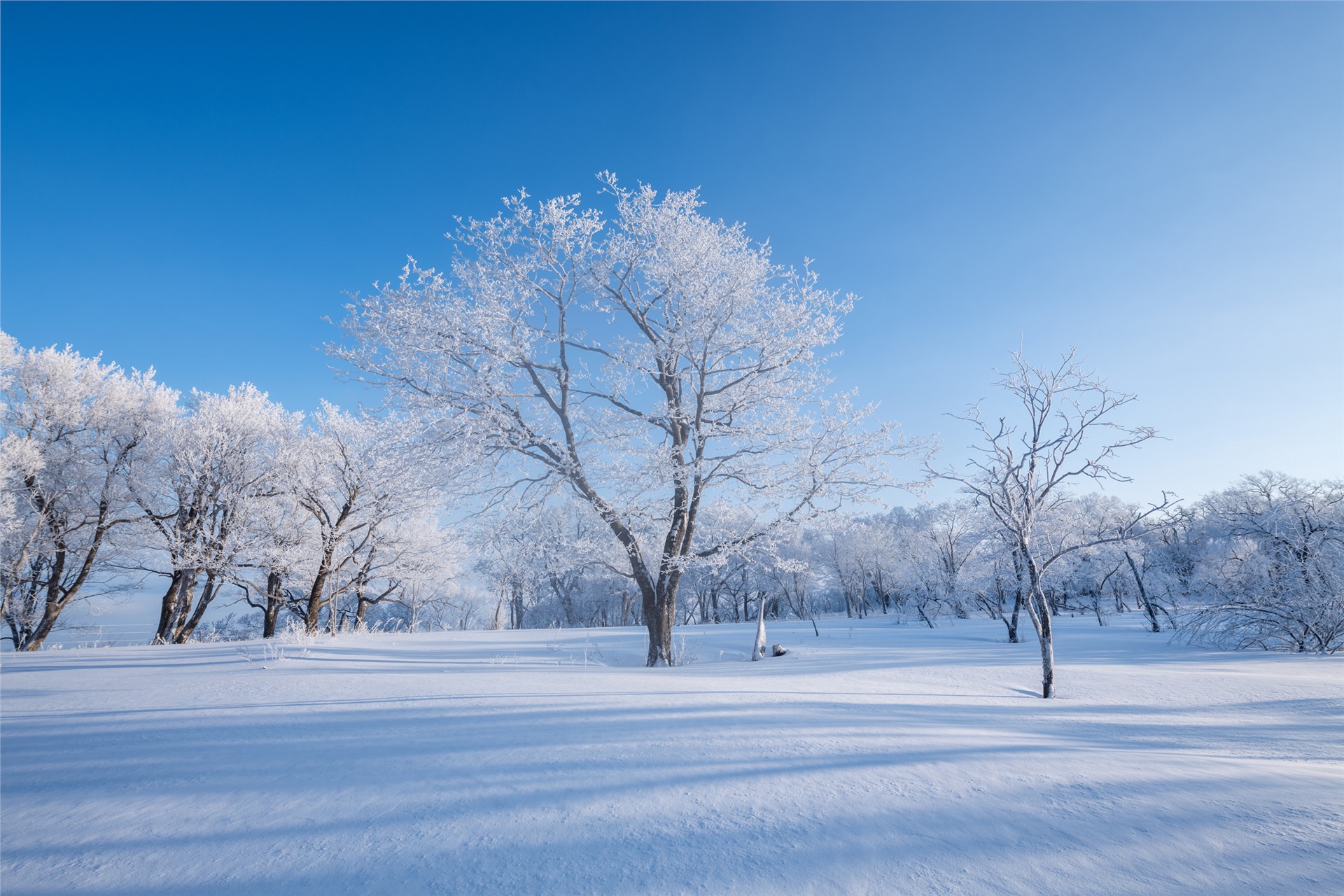 《一树雪花》