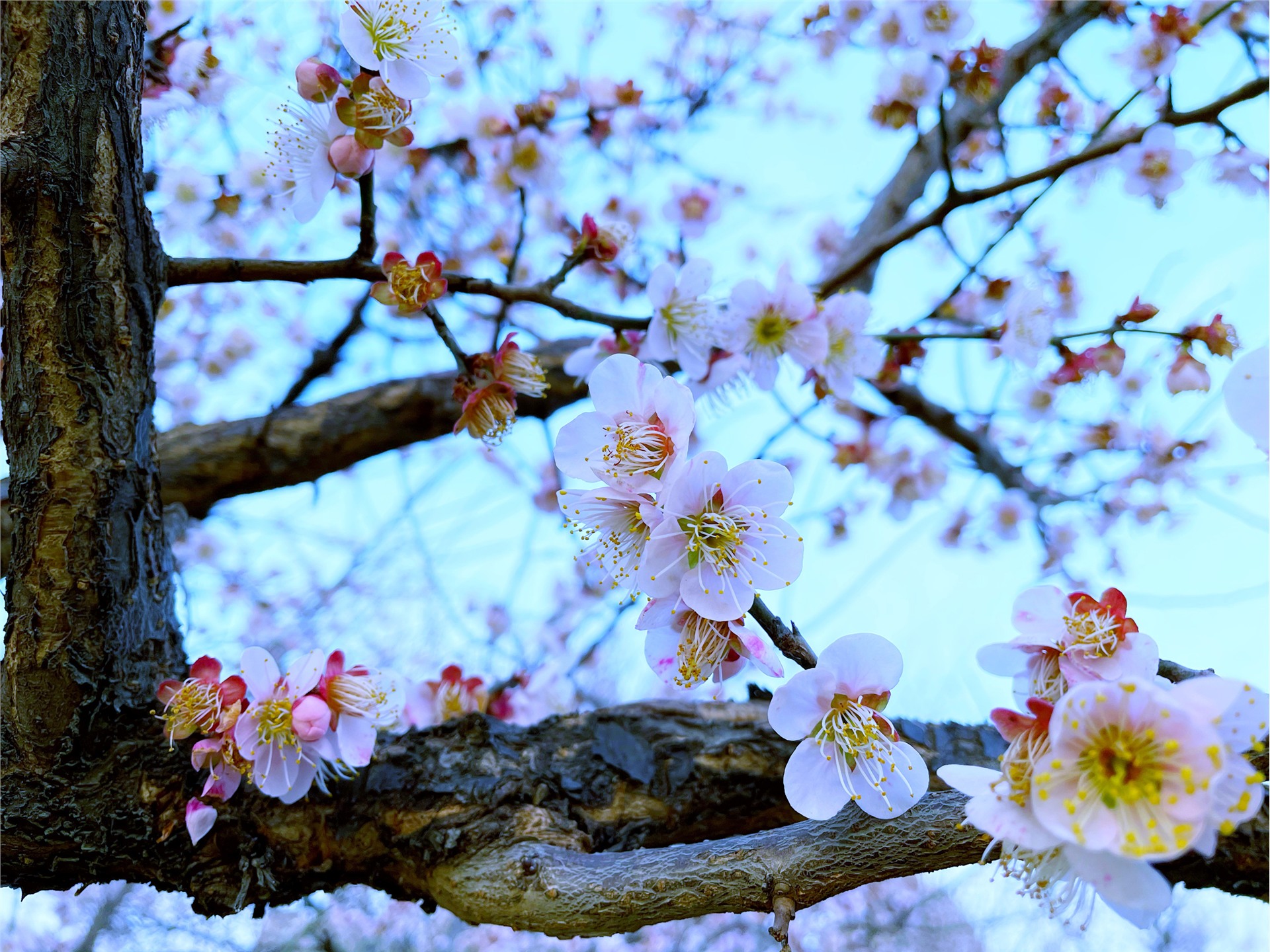 《花色影重重》