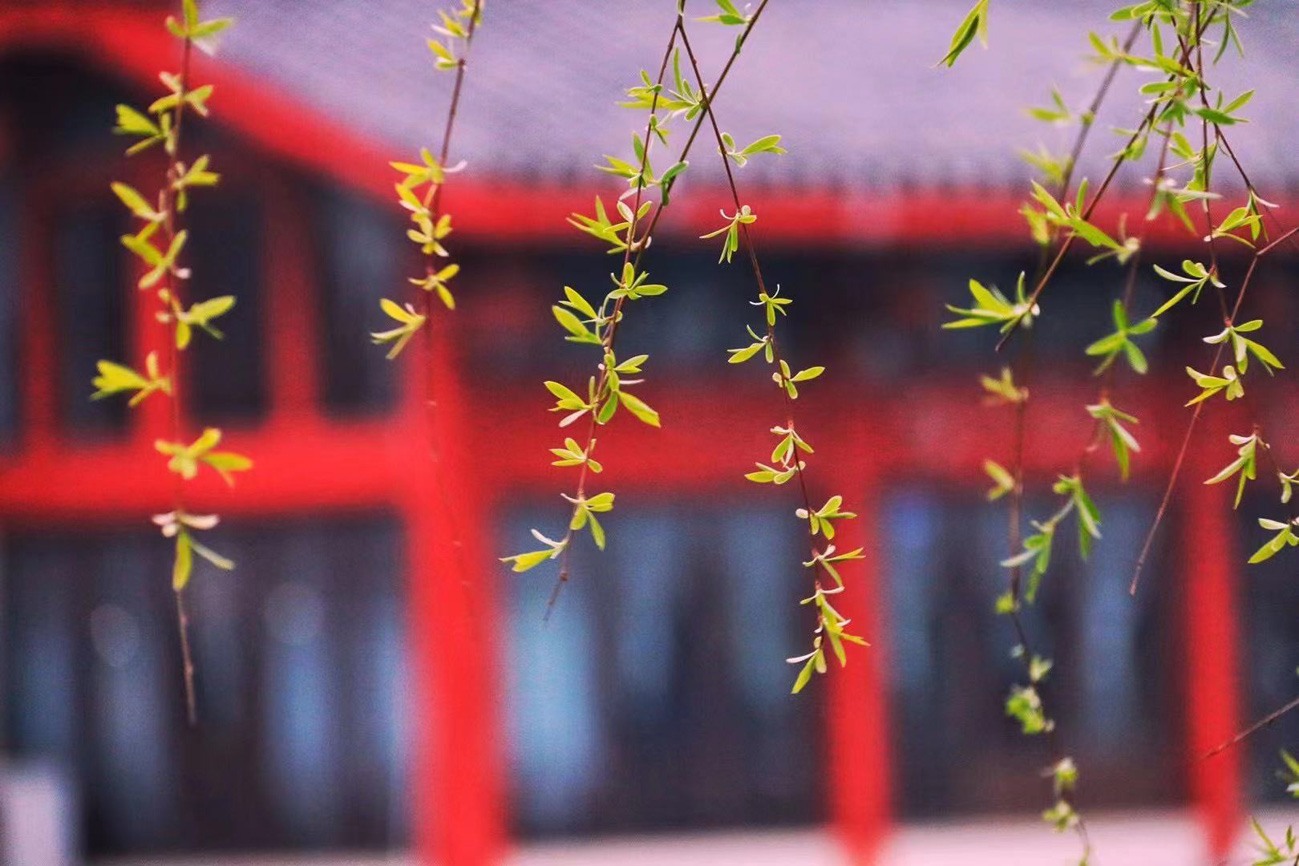 《生机盎然》