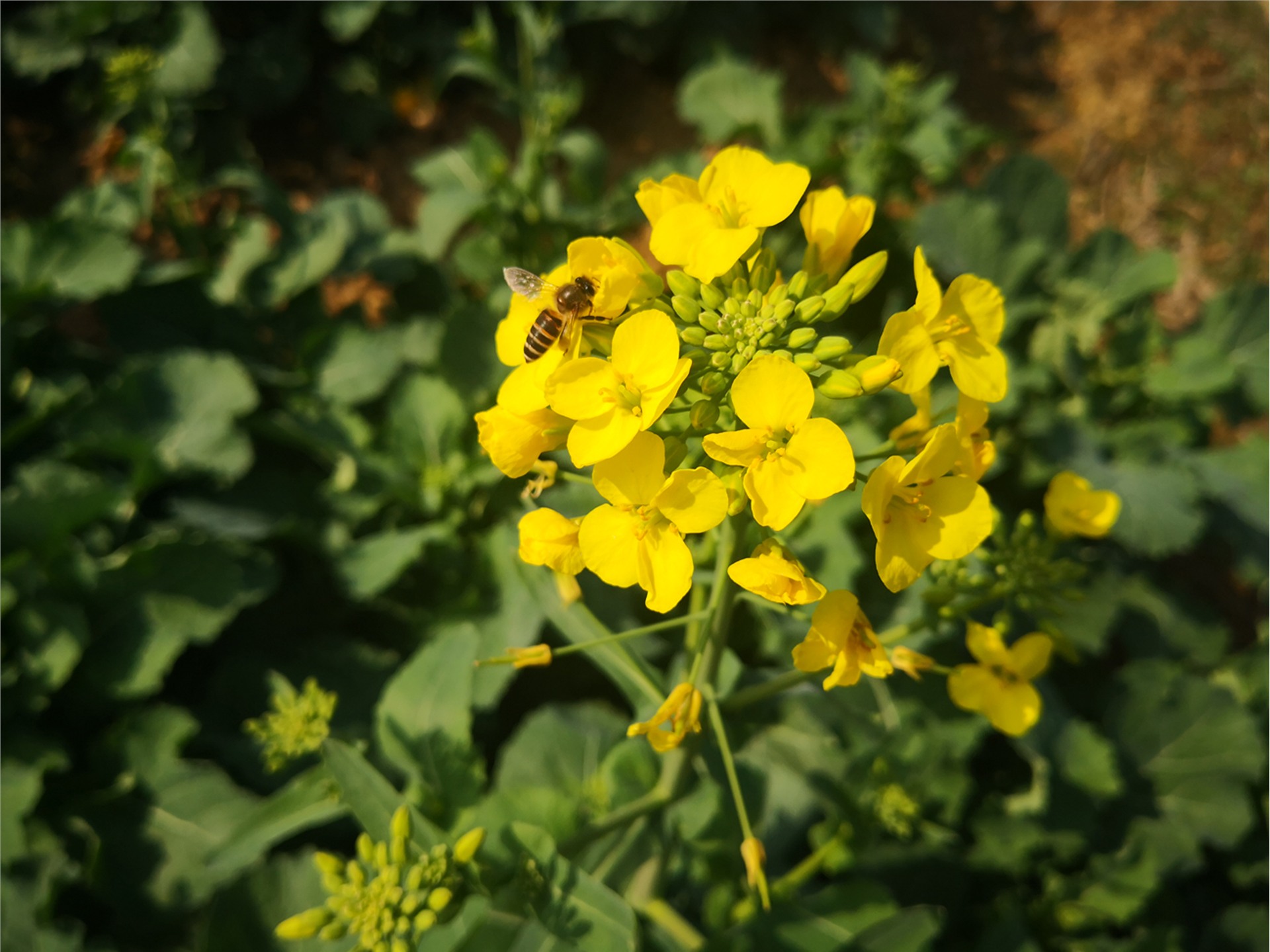 《春暖花开》