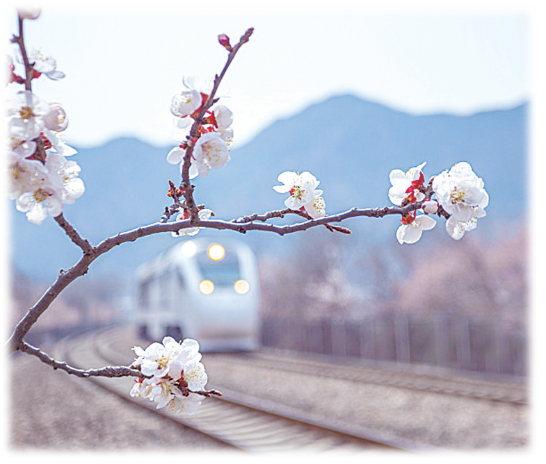 又见梨花醉春色