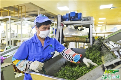 指尖传温度 匠心制好茶