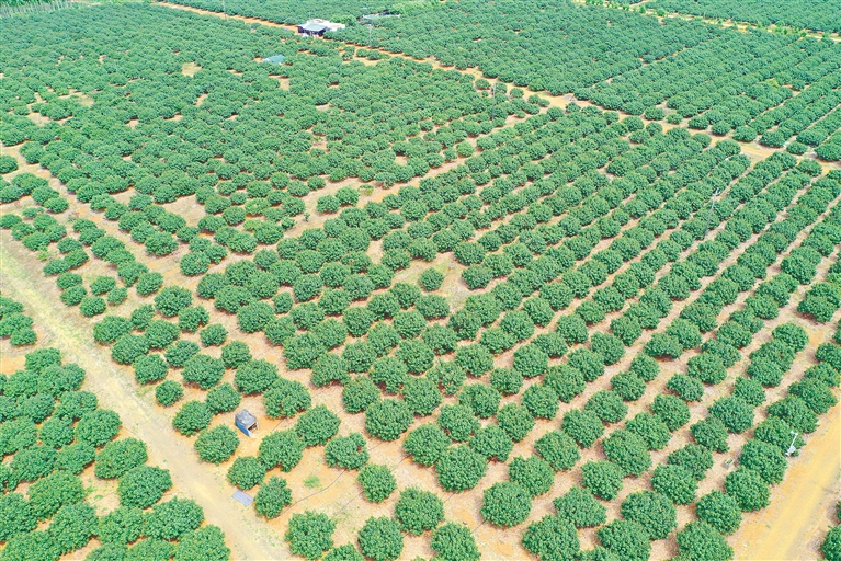 红明荔枝产业求变