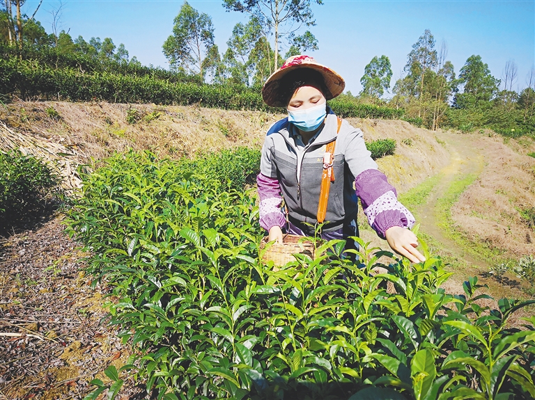 一片小茶叶 清香满琼州