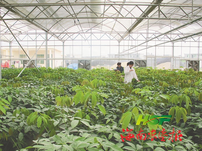 科技创新高质量保障橡胶种苗供应