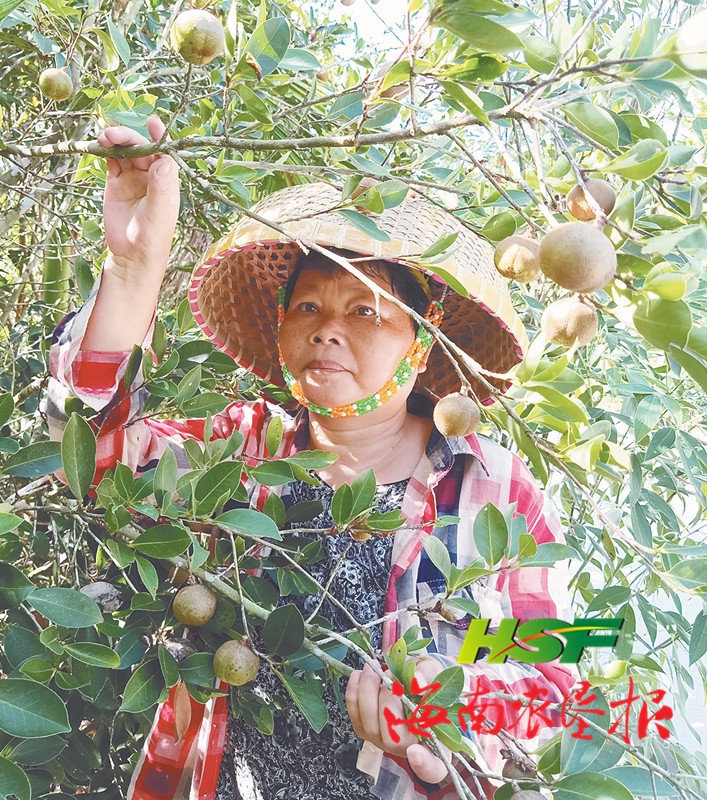 海垦油茶如何榨出海垦金字牌?