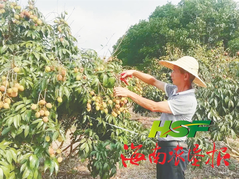 四月荣光“桂花香”