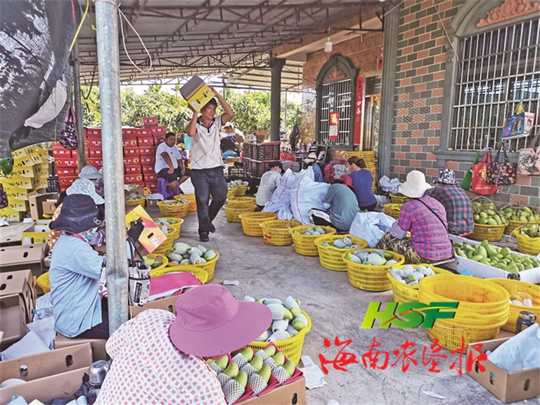 神泉牌芒果进入集中上市期