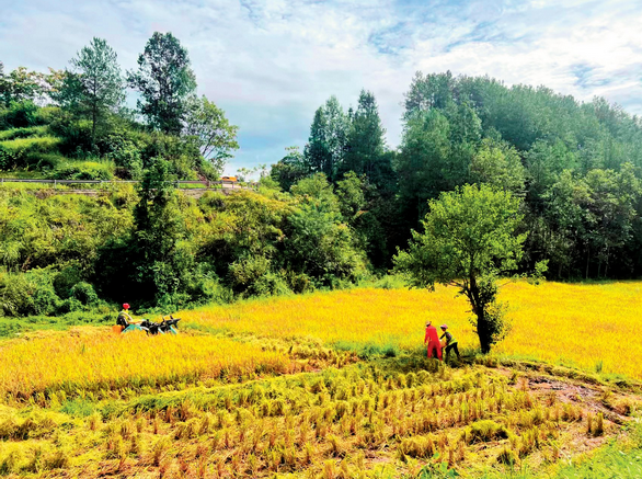安全流转 粮食丰收